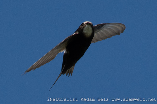White-rumped Swift, Pixley ka Seme, Northern Cape, South Africa, photo 7 of 10