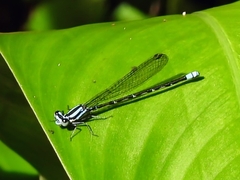 Argia johannella