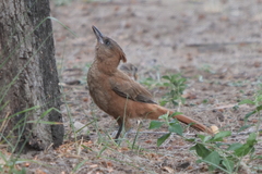 Pseudoseisura lophotes