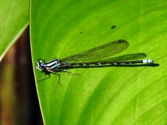 Argia johannella