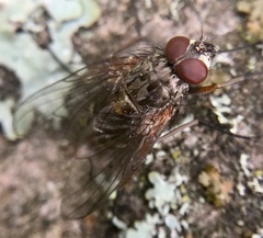 Diptera