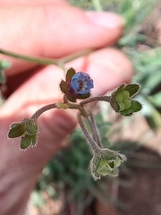 Anchusa