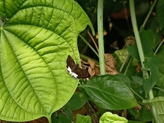 Tagiades ultra