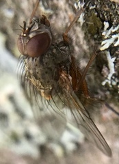 Diptera