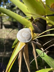 Parthena acutangula