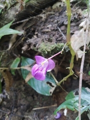 Impatiens tripetala