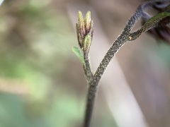 Staurogyne concinnula