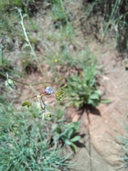 Anchusa
