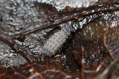 Lathriopyga longiseta