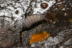 Lathriopyga longiseta