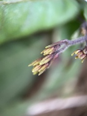 Staurogyne concinnula