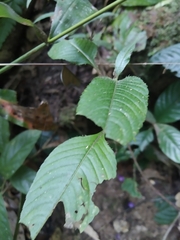 Impatiens tripetala
