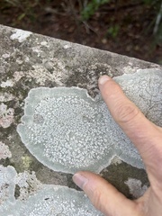 Cryptothecia striata