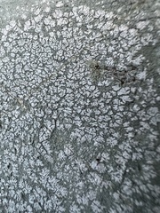 Cryptothecia striata