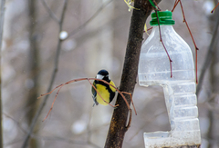 Parus major