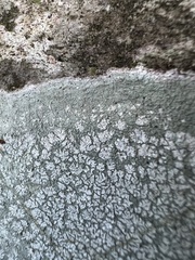 Cryptothecia striata