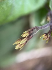 Staurogyne concinnula