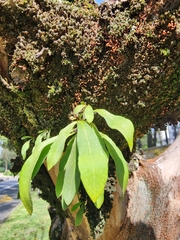 Pleopeltis macrocarpa