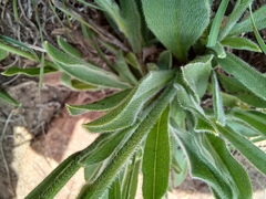 Anchusa