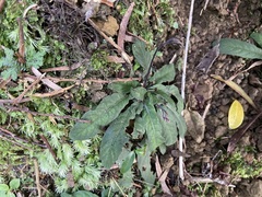Staurogyne concinnula