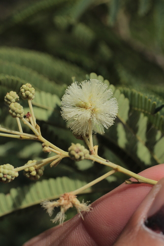Senegalia langsdorffii in life