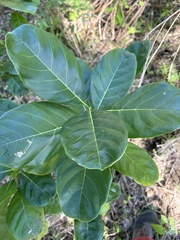 Ficus trigonata