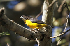 Ploceus bicolor