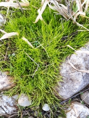 Brachythecium albicans