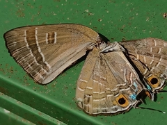 Deudorix epijarbas