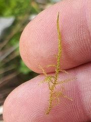 Brachythecium albicans