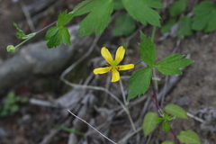 Ranunculus hispidus