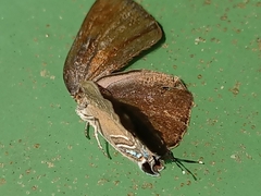 Deudorix epijarbas