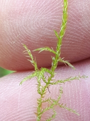 Brachythecium albicans