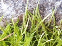 Brachythecium albicans