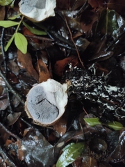 Scleroderma verrucosum