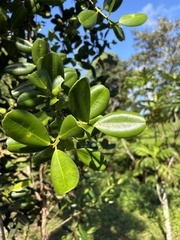 Pimenta racemosa