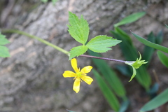 Ranunculus hispidus