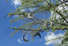 Vachellia luederitzii