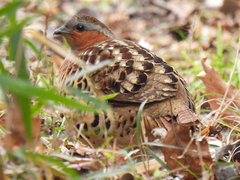 Bambusicola thoracicus