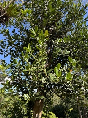 Pimenta racemosa