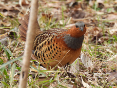 Bambusicola thoracicus