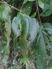Oxyspora paniculata