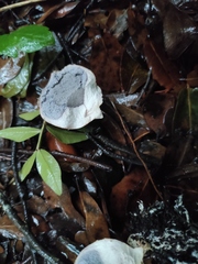 Scleroderma verrucosum