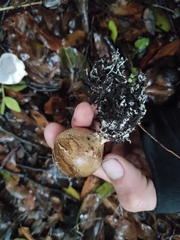 Scleroderma verrucosum