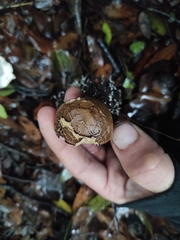 Scleroderma verrucosum