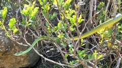 Philothamnus semivariegatus