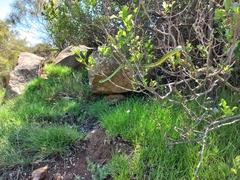 Philothamnus semivariegatus