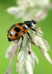 Ceratomegilla notata