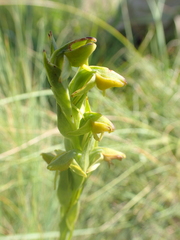 Habenaria laevigata