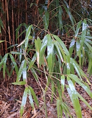 Pseudosasa japonica